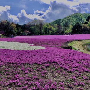 富士,山梨県,芝桜,ハナツメクサ,モスフロックス,花見,春,絶景,風景,