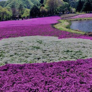 富士,山梨県,芝桜,ハナツメクサ,モスフロックス,花見,春,絶景,風景,