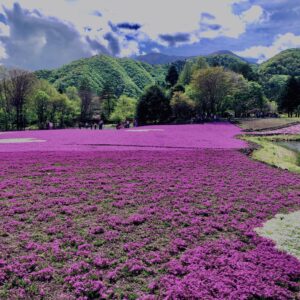 富士,山梨県,芝桜,ハナツメクサ,モスフロックス,花見,春,絶景,風景,