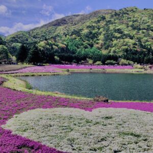 富士,山梨県,芝桜,ハナツメクサ,モスフロックス,花見,春,絶景,風景,