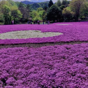富士,山梨県,芝桜,ハナツメクサ,モスフロックス,花見,春,絶景,風景,