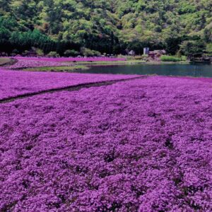 富士,山梨県,芝桜,ハナツメクサ,モスフロックス,花見,春,絶景,風景,