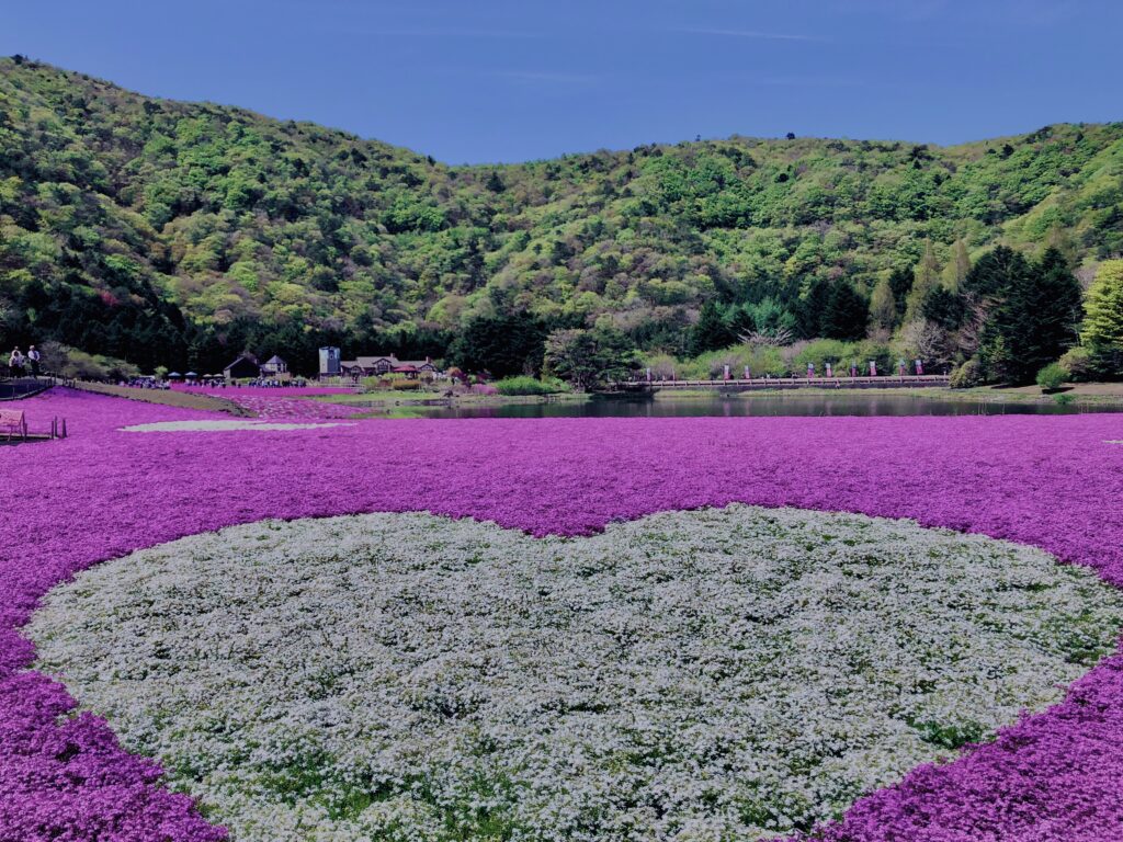富士,山梨県,芝桜,ハナツメクサ,モスフロックス,花見,春,絶景,風景,