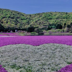 富士,山梨県,芝桜,ハナツメクサ,モスフロックス,花見,春,絶景,風景,
