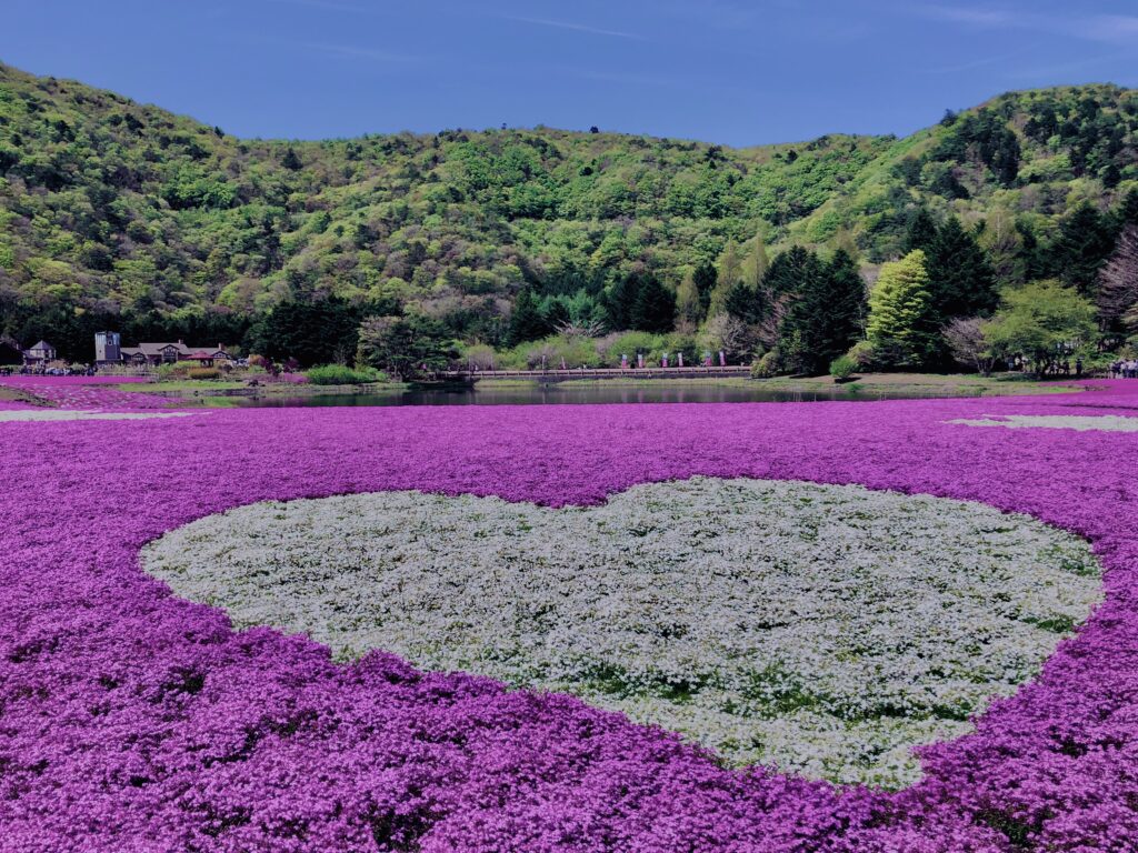 富士,山梨県,芝桜,ハナツメクサ,モスフロックス,花見,春,絶景,風景,