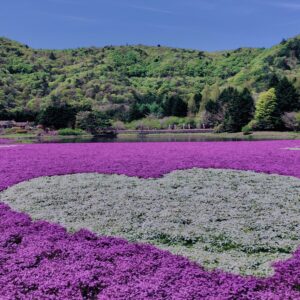 富士,山梨県,芝桜,ハナツメクサ,モスフロックス,花見,春,絶景,風景,
