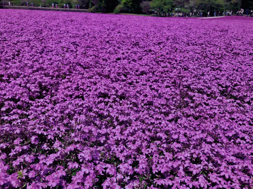 富士,山梨県,芝桜,ハナツメクサ,モスフロックス,花見,春,絶景,風景,