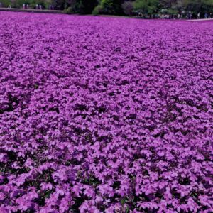 富士,山梨県,芝桜,ハナツメクサ,モスフロックス,花見,春,絶景,風景,