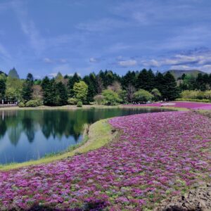 富士,山梨県,芝桜,ハナツメクサ,モスフロックス,花見,春,絶景,風景,