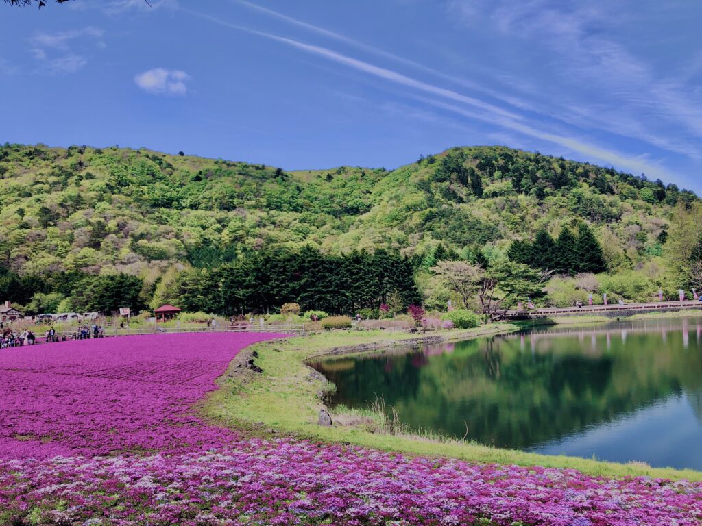 富士,山梨県,芝桜,ハナツメクサ,モスフロックス,花見,春,絶景,風景,