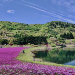 富士,山梨県,芝桜,ハナツメクサ,モスフロックス,花見,春,絶景,風景,
