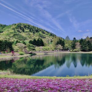 富士,山梨県,芝桜,ハナツメクサ,モスフロックス,花見,春,絶景,風景,