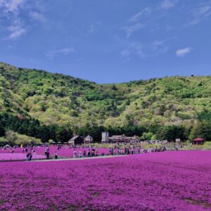 富士,山梨県,芝桜,ハナツメクサ,モスフロックス,花見,春,絶景,風景,