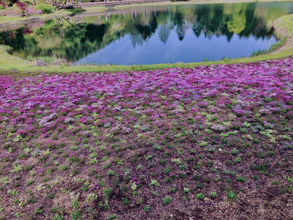 富士,山梨県,芝桜,ハナツメクサ,モスフロックス,花見,春,絶景,風景,