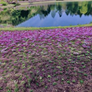 富士,山梨県,芝桜,ハナツメクサ,モスフロックス,花見,春,絶景,風景,