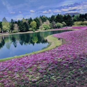 富士,山梨県,芝桜,ハナツメクサ,モスフロックス,花見,春,絶景,風景,