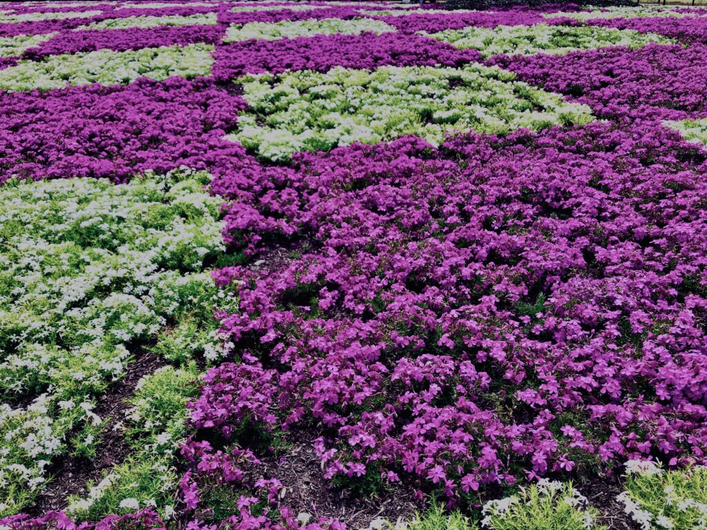 富士,山梨県,芝桜,ハナツメクサ,モスフロックス,花見,春,絶景,風景,
