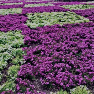 富士,山梨県,芝桜,ハナツメクサ,モスフロックス,花見,春,絶景,風景,