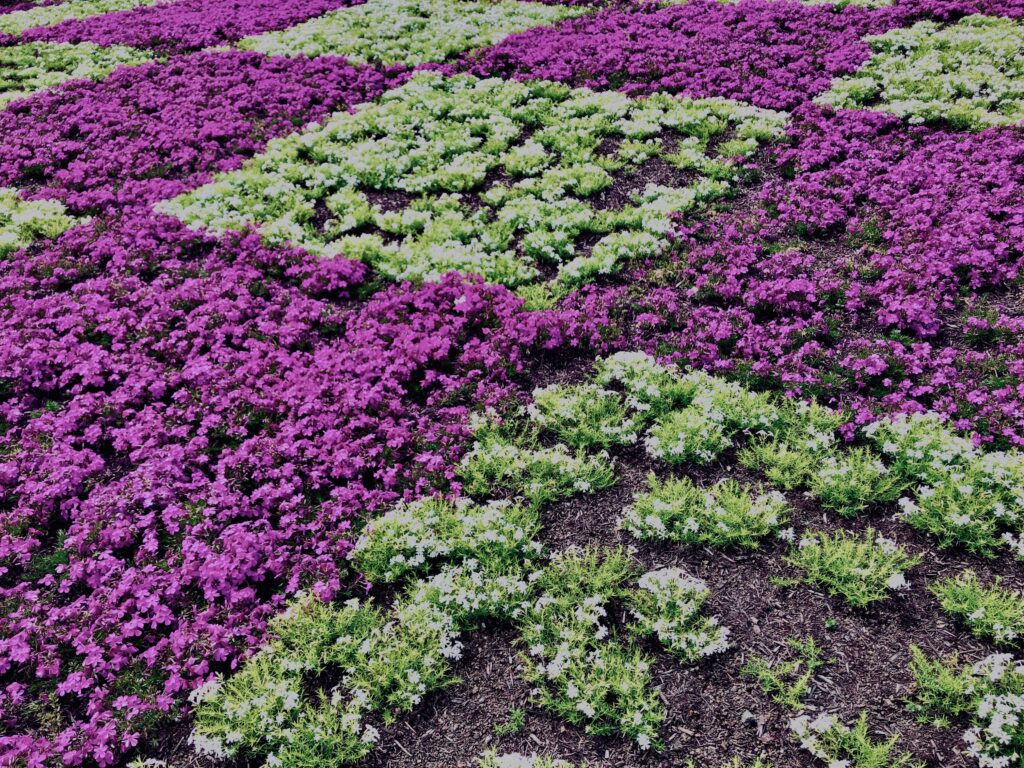 富士,山梨県,芝桜,ハナツメクサ,モスフロックス,花見,春,絶景,風景,
