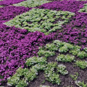 富士,山梨県,芝桜,ハナツメクサ,モスフロックス,花見,春,絶景,風景,