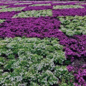 富士,山梨県,芝桜,ハナツメクサ,モスフロックス,花見,春,絶景,風景,