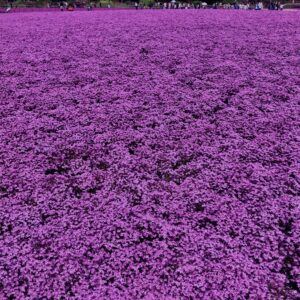 富士,山梨県,芝桜,ハナツメクサ,モスフロックス,花見,春,絶景,風景,