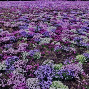 富士,山梨県,芝桜,ハナツメクサ,モスフロックス,花見,春,絶景,風景,