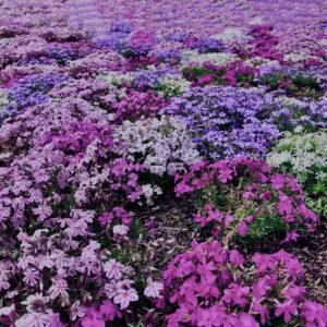 富士,山梨県,芝桜,ハナツメクサ,モスフロックス,花見,春,絶景,風景,