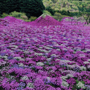 富士,山梨県,芝桜,ハナツメクサ,モスフロックス,花見,春,絶景,風景,