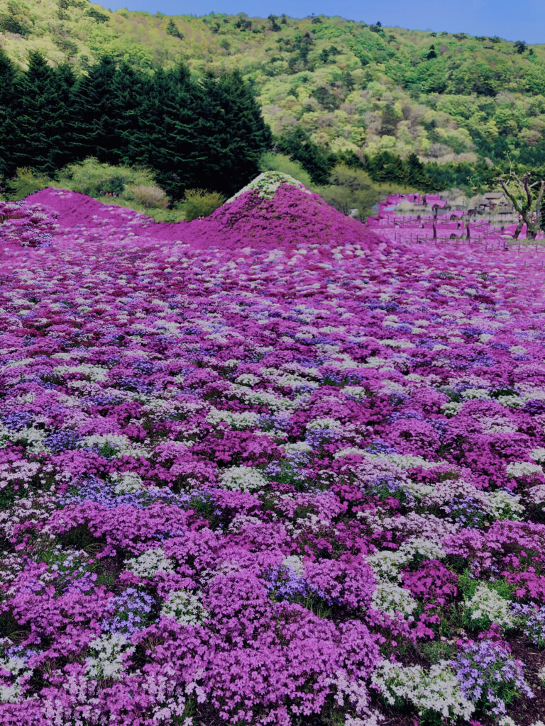 富士,山梨県,芝桜,ハナツメクサ,モスフロックス,花見,春,絶景,風景,