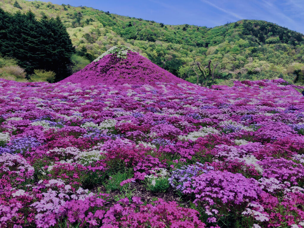 富士,山梨県,芝桜,ハナツメクサ,モスフロックス,花見,春,絶景,風景,