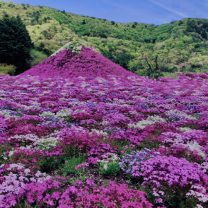 富士,山梨県,芝桜,ハナツメクサ,モスフロックス,花見,春,絶景,風景,