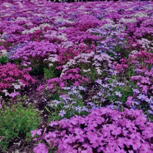 富士,山梨県,芝桜,ハナツメクサ,モスフロックス,花見,春,絶景,風景,