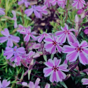 富士,山梨県,芝桜,ハナツメクサ,モスフロックス,花見,春,絶景,風景,