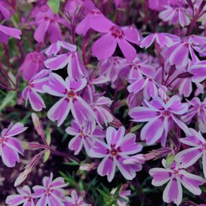 富士,山梨県,芝桜,ハナツメクサ,モスフロックス,花見,春,絶景,風景,