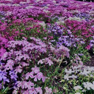 富士,山梨県,芝桜,ハナツメクサ,モスフロックス,花見,春,絶景,風景,