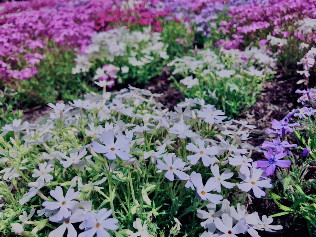富士,山梨県,芝桜,ハナツメクサ,モスフロックス,花見,春,絶景,風景,