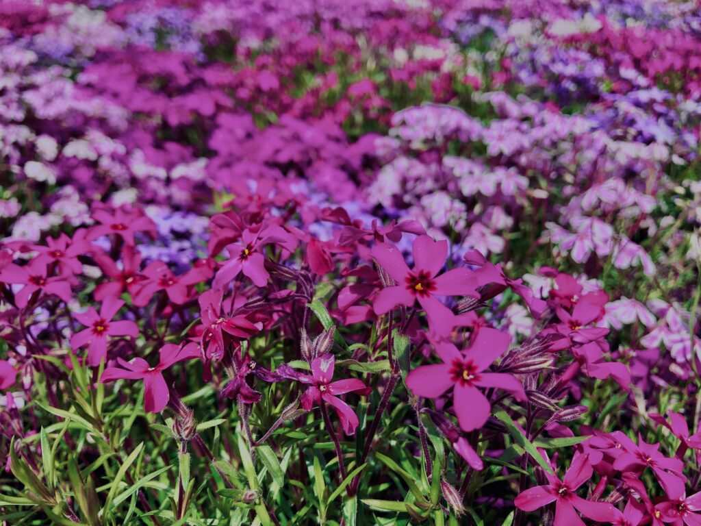 富士,山梨県,芝桜,ハナツメクサ,モスフロックス,花見,春,絶景,風景,