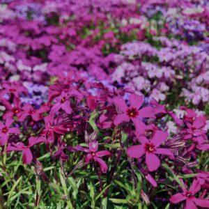 富士,山梨県,芝桜,ハナツメクサ,モスフロックス,花見,春,絶景,風景,