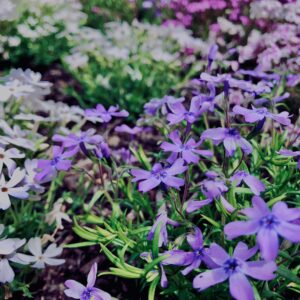 富士,山梨県,芝桜,ハナツメクサ,モスフロックス,花見,春,絶景,風景,