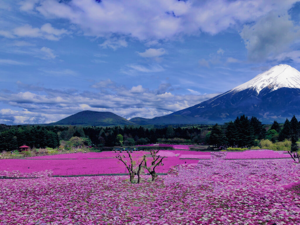 富士,山梨県,芝桜,ハナツメクサ,モスフロックス,花見,春,絶景,風景,