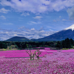 富士,山梨県,芝桜,ハナツメクサ,モスフロックス,花見,春,絶景,風景,