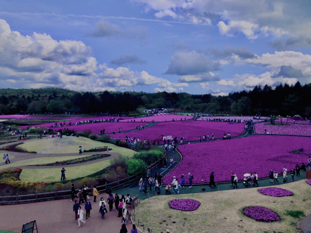 富士,山梨県,芝桜,ハナツメクサ,モスフロックス,花見,春,絶景,風景,
