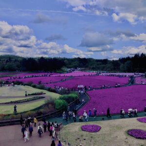 富士,山梨県,芝桜,ハナツメクサ,モスフロックス,花見,春,絶景,風景,
