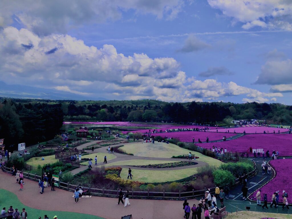 富士,山梨県,芝桜,ハナツメクサ,モスフロックス,花見,春,絶景,風景,