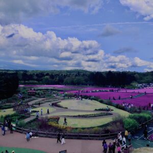 富士,山梨県,芝桜,ハナツメクサ,モスフロックス,花見,春,絶景,風景,