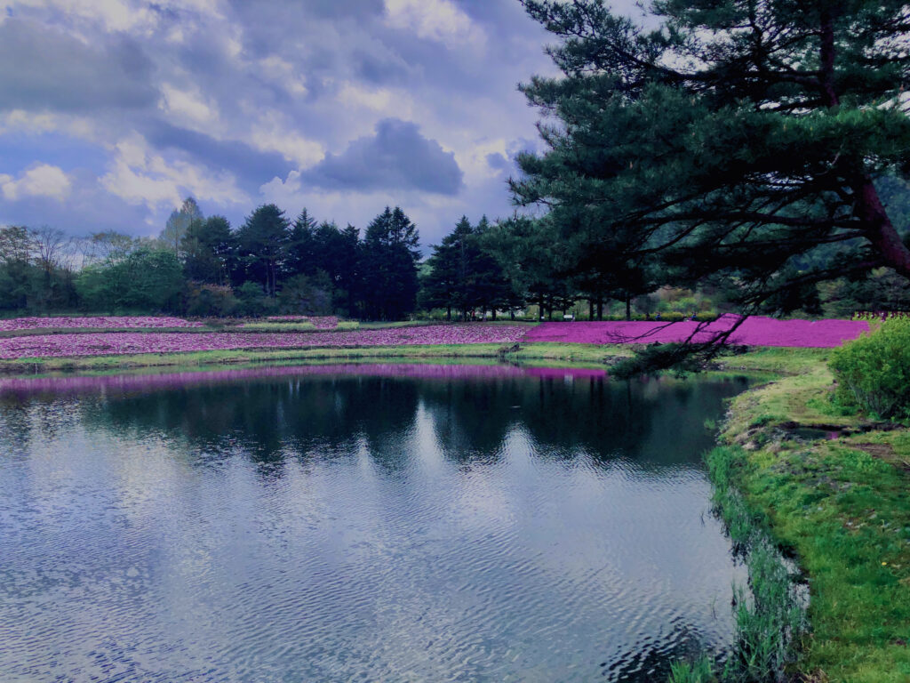 富士,山梨県,芝桜,ハナツメクサ,モスフロックス,花見,春,絶景,風景,