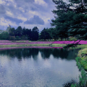 富士,山梨県,芝桜,ハナツメクサ,モスフロックス,花見,春,絶景,風景,