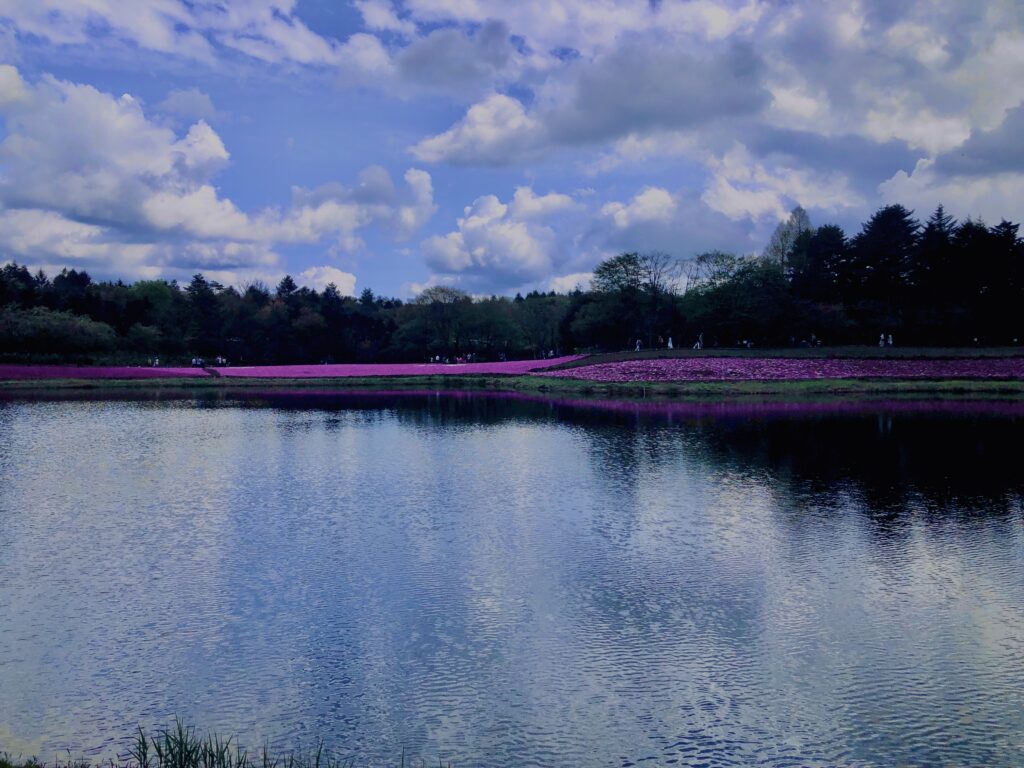 富士,山梨県,芝桜,ハナツメクサ,モスフロックス,花見,春,絶景,風景,