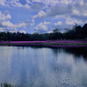 富士,山梨県,芝桜,ハナツメクサ,モスフロックス,花見,春,絶景,風景,
